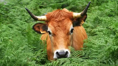 ayudas-ganaderia-sequia