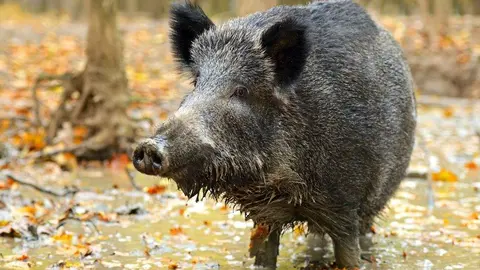 jabali-mar-cudillero