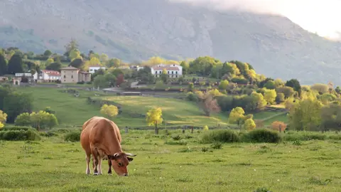 Unicaja Sector Agrario