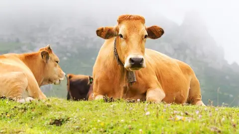 ayudas-medio-rural-ehe-asturias