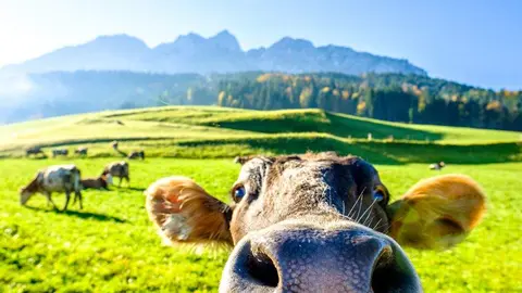 lengua-azul-asturias