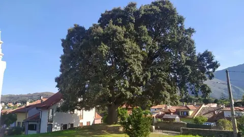 encima-san-patricio-pancar-llanes