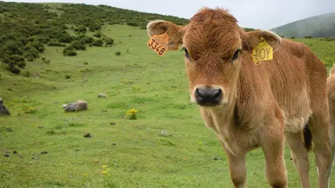 pac-anticipo-asturias