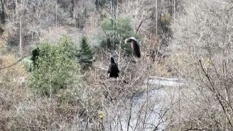 cabeza-lobo-puente-santo-adriano