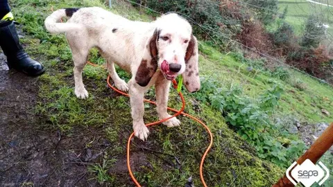 palomo-rescate-perro-llanes