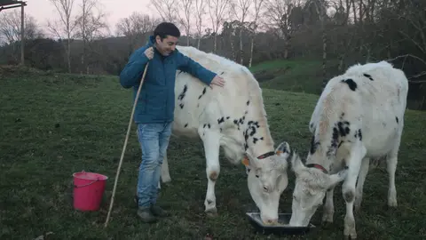 Gerardo Sanz dando de comer a sus vacas