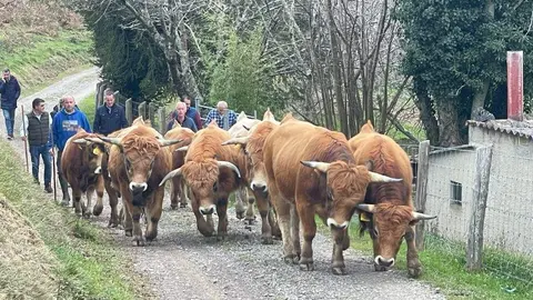 sementales-asturiana-montana-aseamo