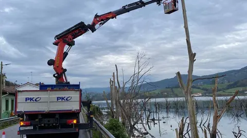 retirada-arboles-porreu-villaciviosa