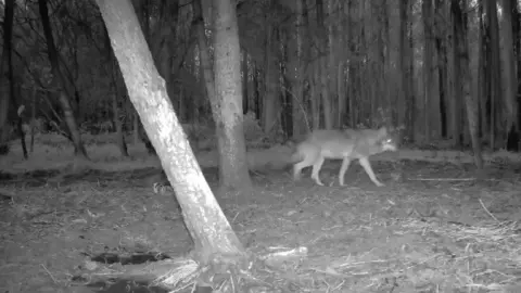 lobo-camino-encantado-llanes