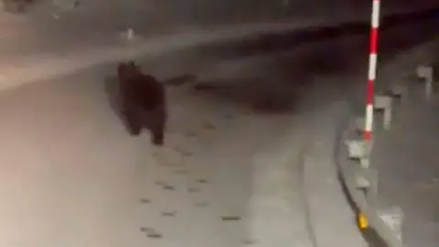 oso-corriendo-quitanieves-riano