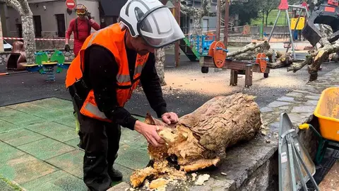 tala-arboles-ribadesella-03