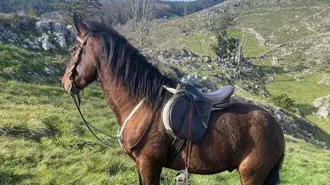 caballo-robado-arriondas