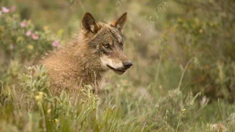 incremento-censo-lobo-asturias