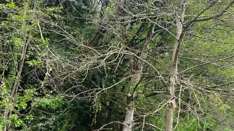 caida-arbol-escuela-infantil-cangas-onis