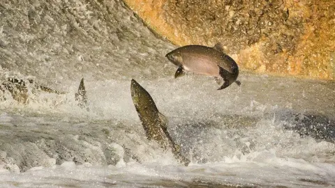 pujas-campanu-asturias-sella