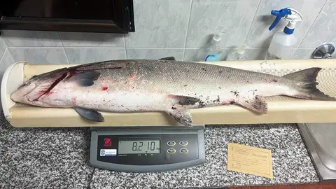 campanu-2024-asturias