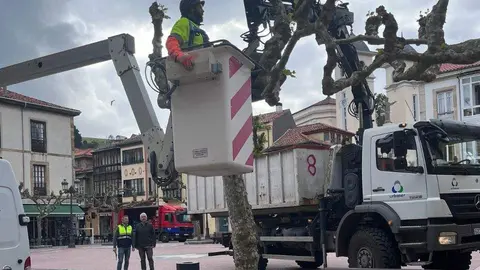 tala-arboles-plaza-nueva-ribadesella