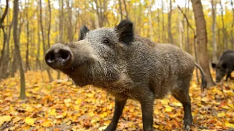 accidentes-jabali-corzo-asturias