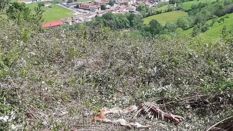 ataque-lobo-onis-benia