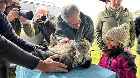 pollos-quebrantahuesos-picos-europa (26)