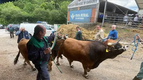ayudas-ehe-principado-asturias