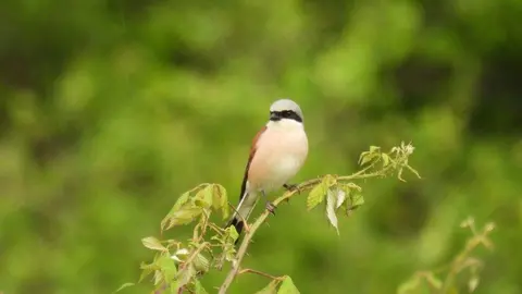 Nestl&eacute; colabora con SEO/BirdLife en un Plan de Biodiversidad para promover el refugio de las aves agrarias con poblaciones en declive