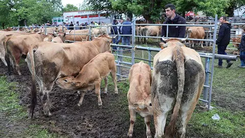 feriona-corao-2024-17