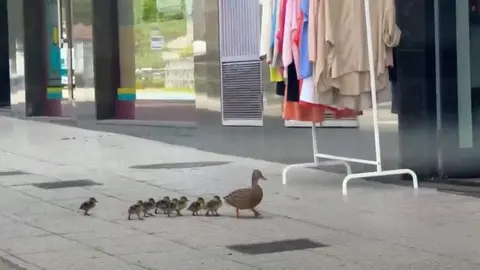 familia-patos-nava