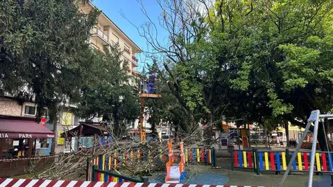 tala-magnolios-parque-cangas-onis