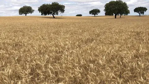 Campo de cultivo de Nestl&eacute;