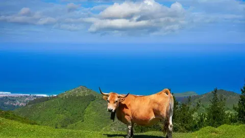 conflicto-ganadero-pilona-colunga