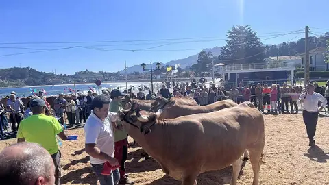concurso-ganado-playa-ribadesella-2024-03