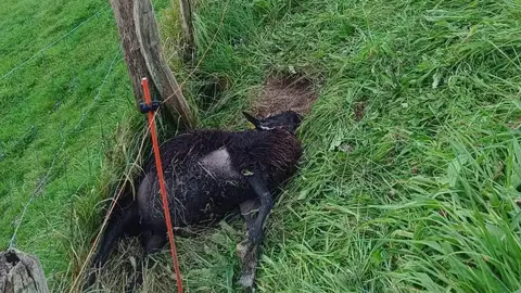oveja-muerta-lobo-borbolla-llanes