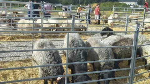 subvenciones-ferias-ganaderas-llanes