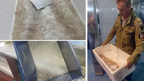 angulas-huertona-2024