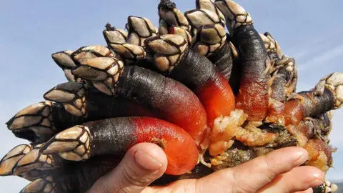 juicio-percebes-pesca-ilegal-llanes