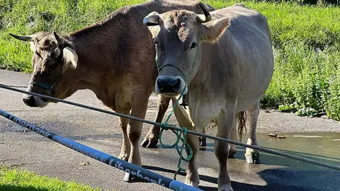 feria-san-martin-nueva-llanes-01