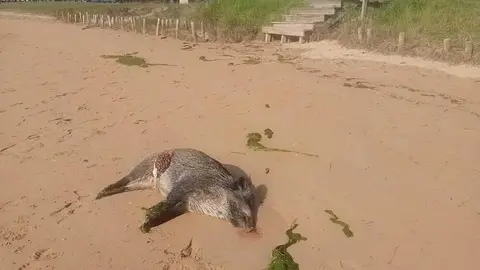 jabali-ria-villaviciosa