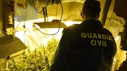 detencion-plantacion-marihuana-ribadesella