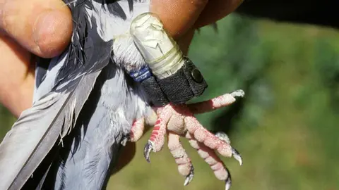 exposicion-nacional-colombofolia