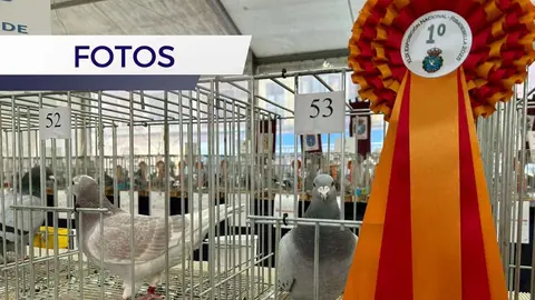 colombofilia-ribadesella