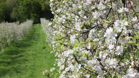 floracion-manzano-comarca-sidra