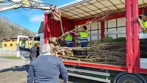 arboles-castaneu-corao