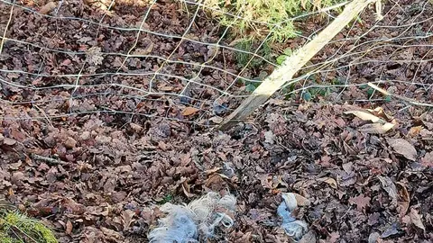 ataque-lobo-cua-pilona-01