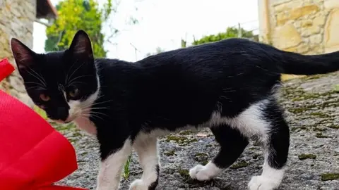 control-colonias-felinas-llanes