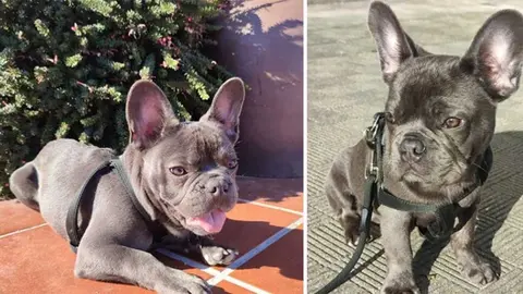 sazuke-perro-extraviado-02