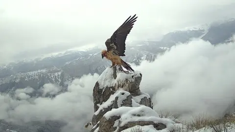 quebrantahuesos-picos-europa