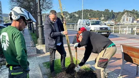 nuevos-arboles-plantados-ribadesella