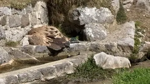 buitre-muerto-veneno-cabrales