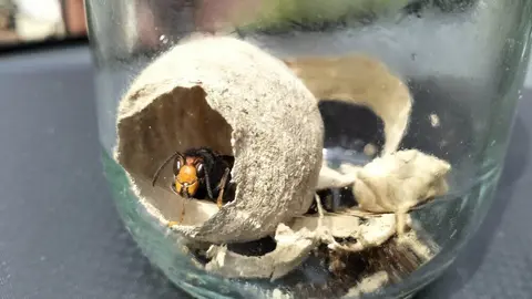 velutina-cangas-onis